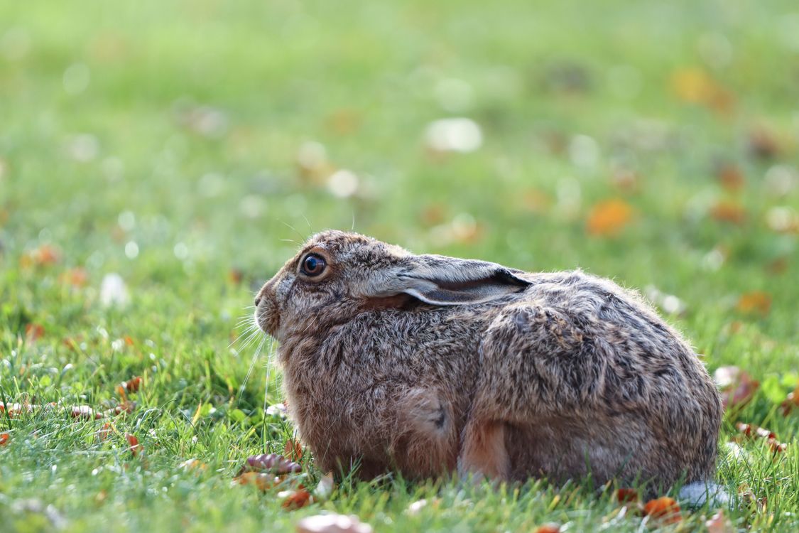 Friendly Wild Rabbit Wild Rabbit in Swedish Autumn Landscape · Free Stock Photo