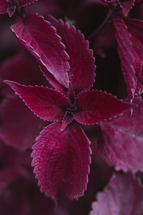 Free Detailed view of burgundy coleus leaves showcasing vibrant colors and textures. Stock Photo