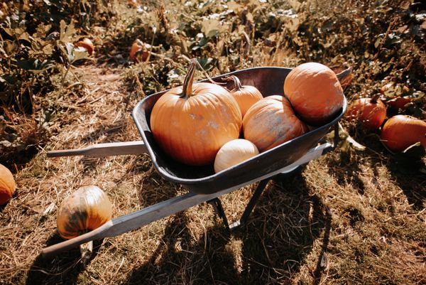 Wheelbarrow of Pumpkins jigsaw puzzle