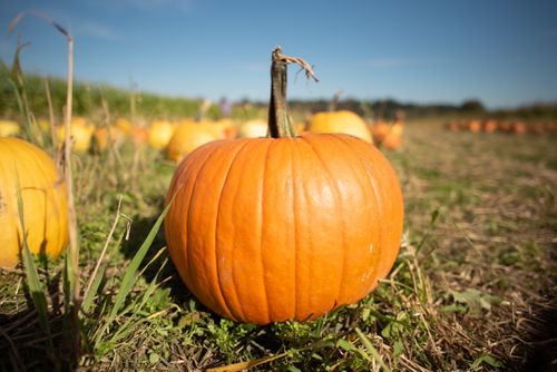 Free Close-up of a vibrant orange pumpkin in a sunlit field, ideal for autumn-themed projects. Stock Photo