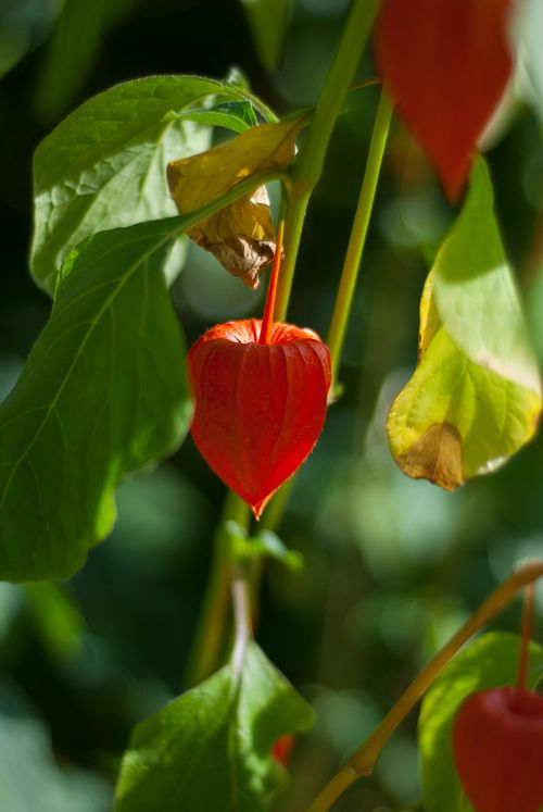 Free Detailed close-up of a vibrant Chinese Lantern plant in natural sunlight. Stock Photo