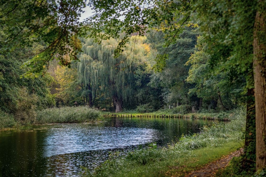 Serene Autumn Landscape by a Calm Forest Lake · Free Stock Photo