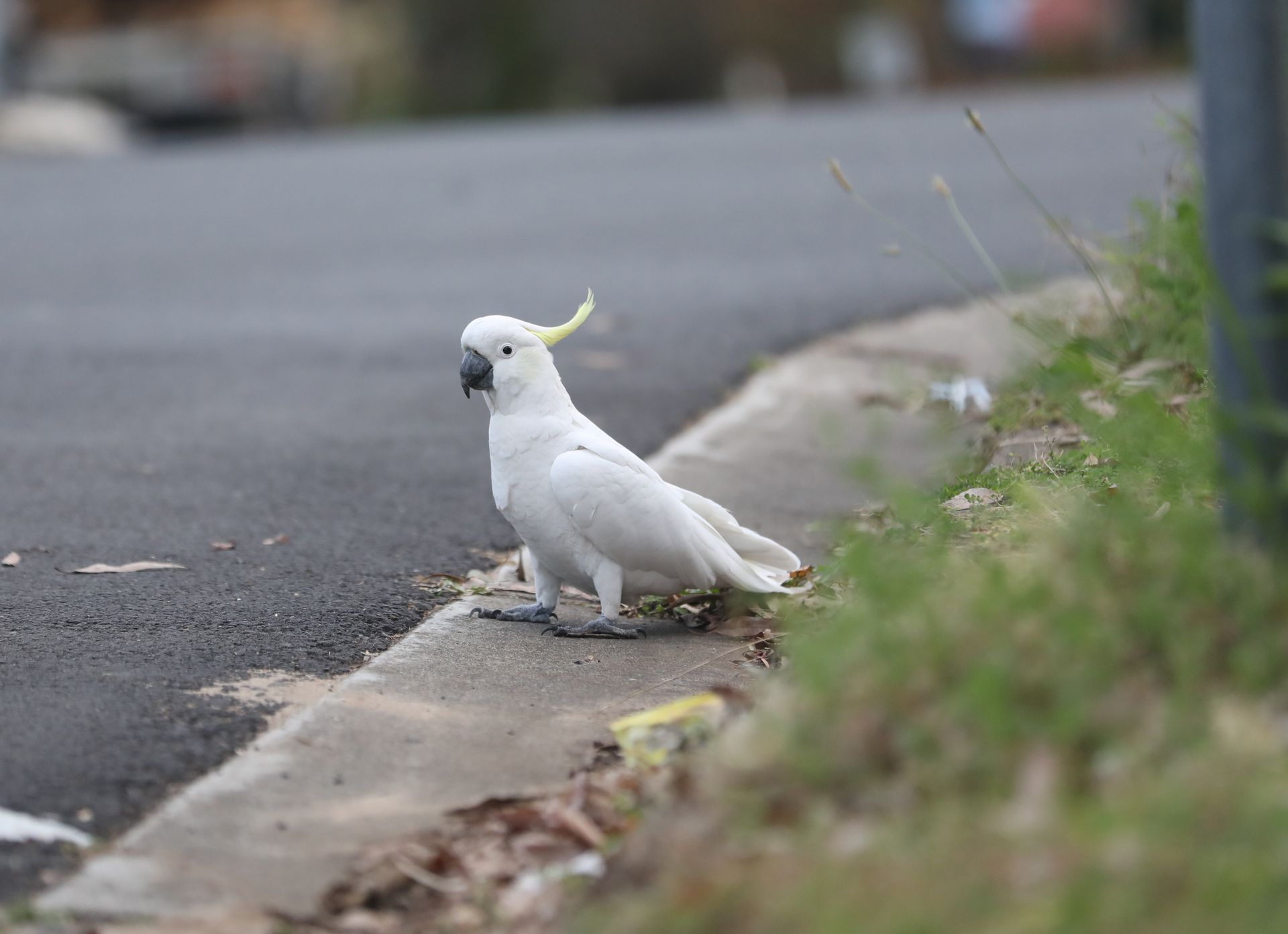 A white cockatoo with a yellow crest walks along the edge of an urban street.