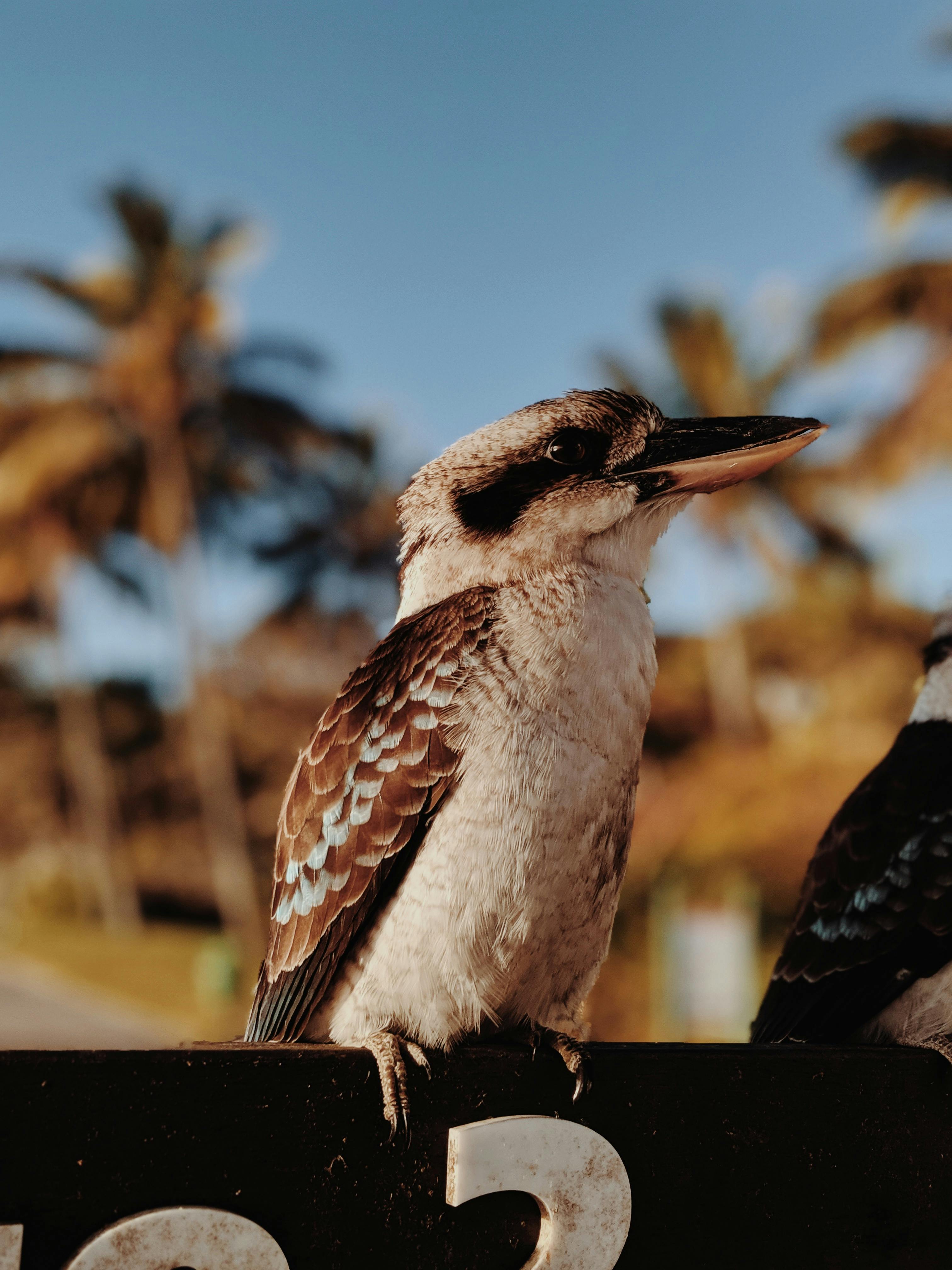 Single Blue Winged Kookaburra Resting On A Fence Resting Brown Looking  Photo Background And Picture For Free Download - Pngtree