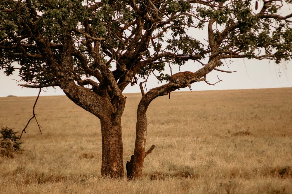 Leopardo descansando en la rama de un árbol del Serengeti