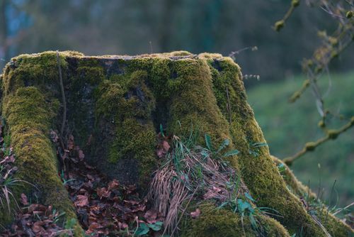 Free Serene forest scene with a moss-covered tree stump surrounded by green vegetation. Stock Photo