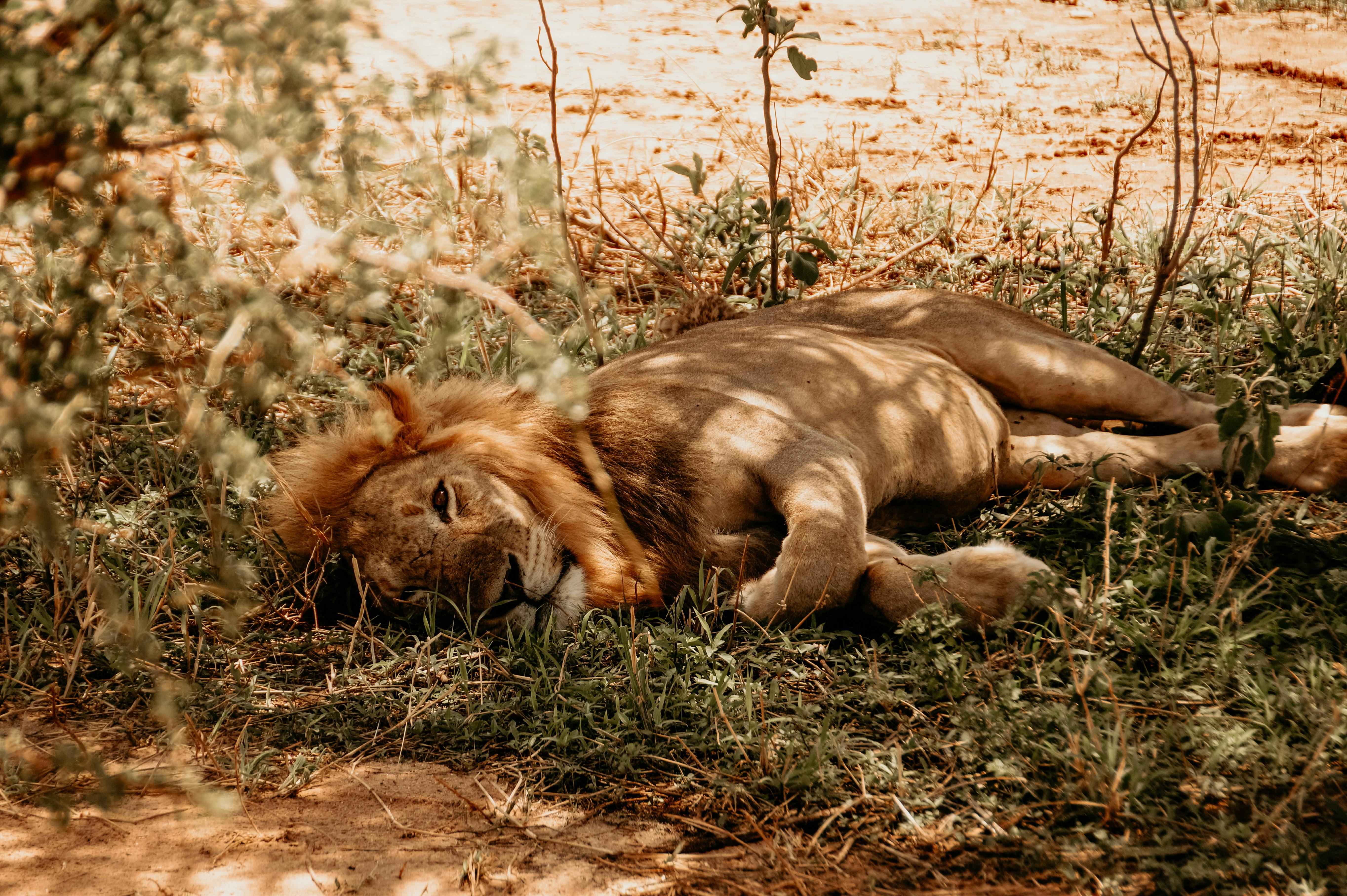 A majestic lion rests peacefully under the shade in an African savannah, showcasing nature's beauty.