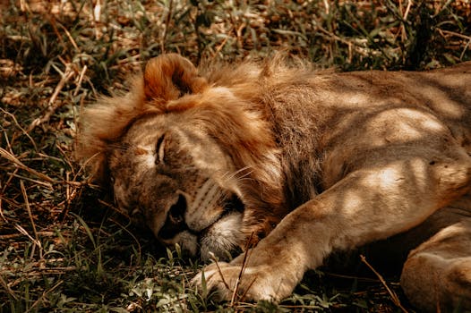  Dokter Oahu Dituduh - oahu 2