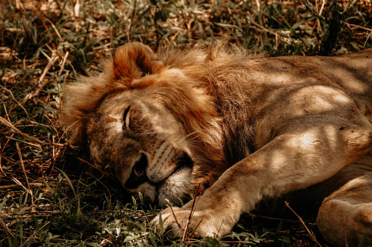 a serene sleeping lion showcasing its majestic mane in a natural setti