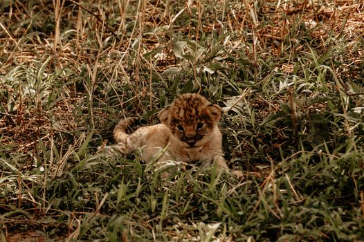 Adorable lion cub resting among the grass in the African savanna. Nature and wildlife at its finest.