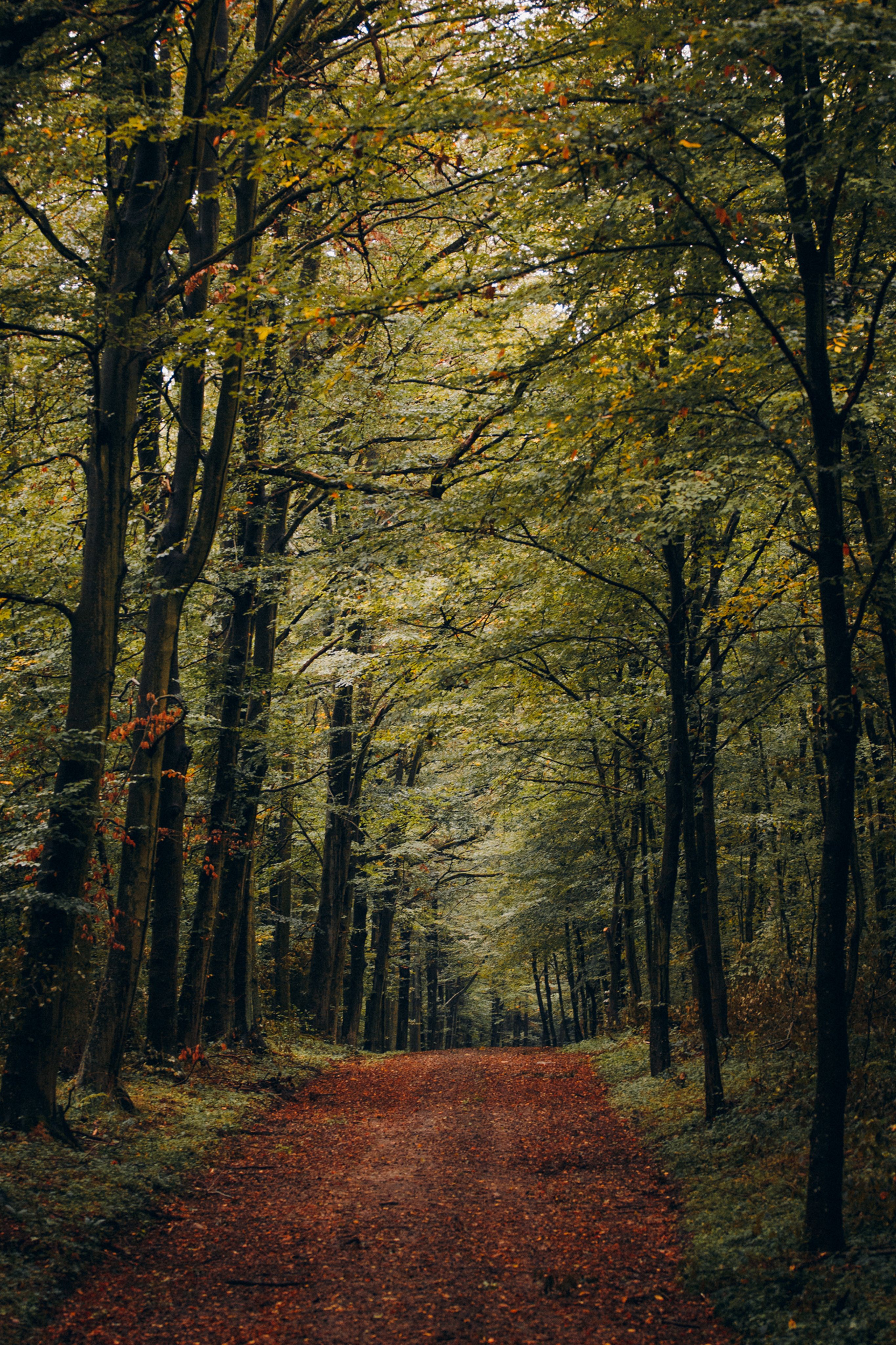 Enchanting forest path lined with tall trees during autumn, perfect for serene walks.