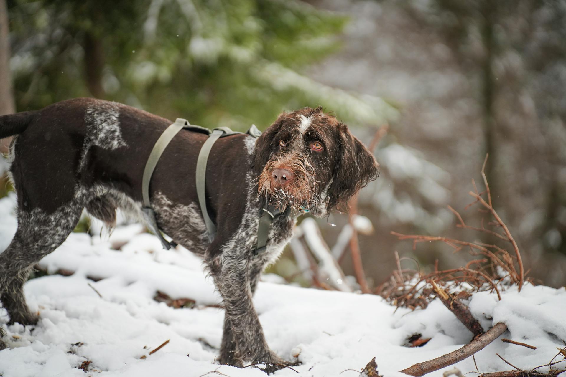 German Wirehaired Pointer in Snowy Forest