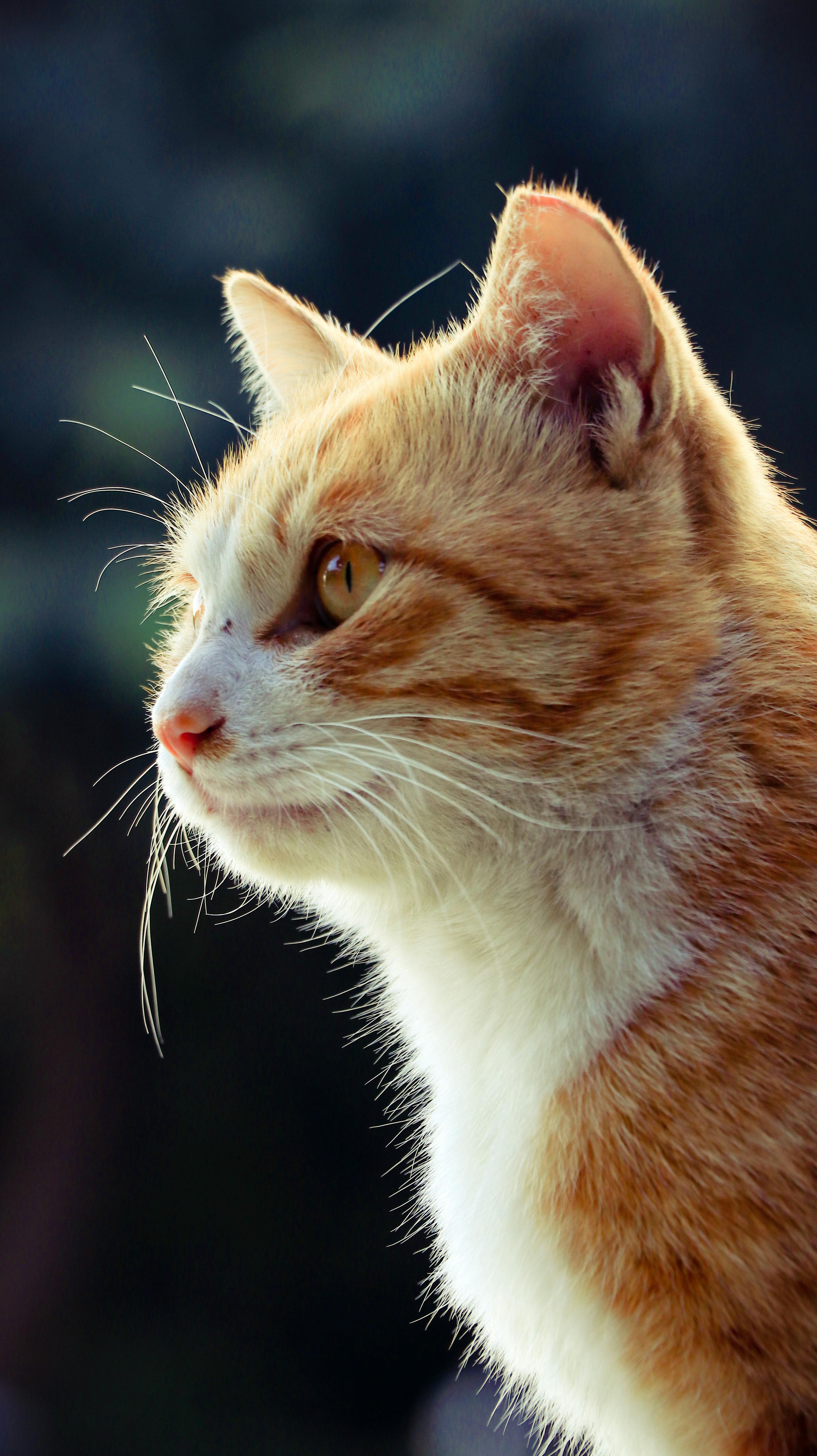 close up of an orange tabby cat in sunlight