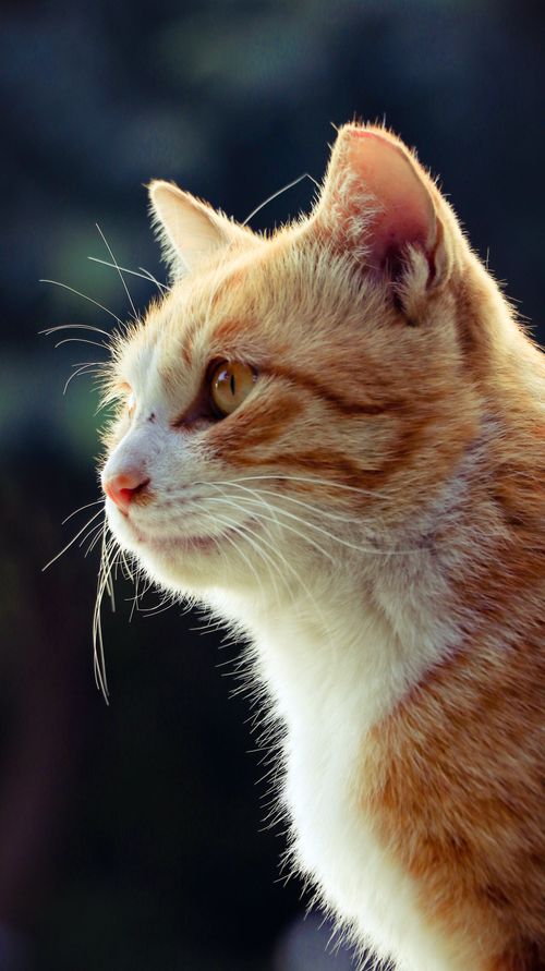 Free A beautiful side profile of an orange tabby cat with bright eyes, basking in natural sunlight. Stock Photo