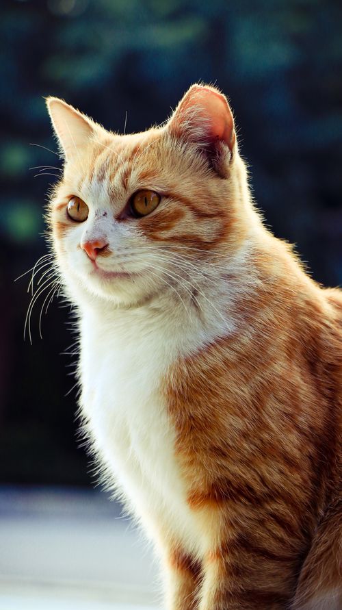 Free Beautiful ginger tabby cat enjoying sunshine outdoors on a bright day. Stock Photo