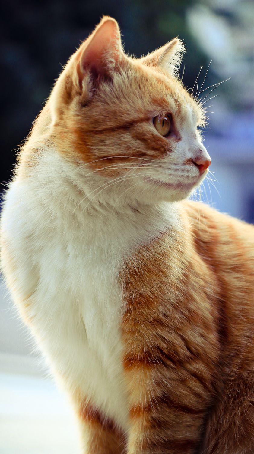 Close-up Portrait of a Ginger Cat Outdoors · Free Stock Photo