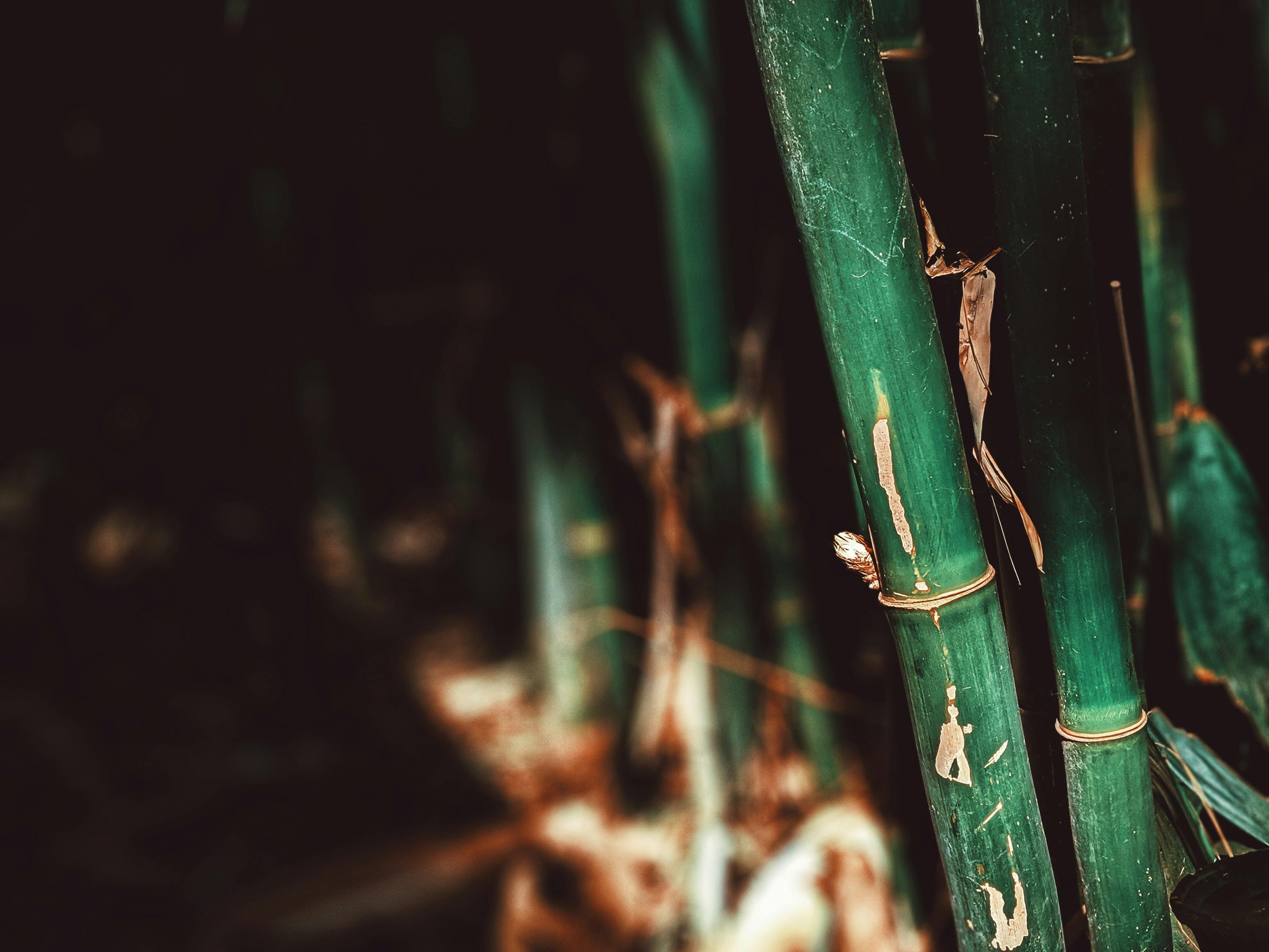 4K ultra hd wallpaper of a lone samurai warrior standing in a misty bamboo  grove, with his katana sword unsheathed and at the ready