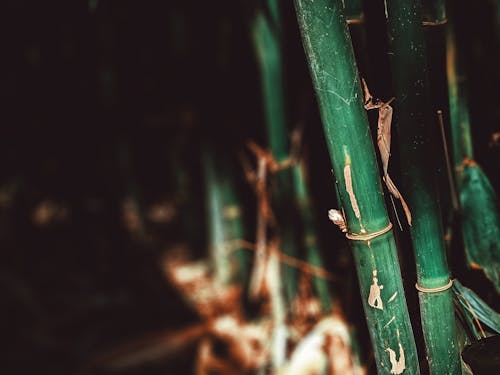 Ingyenes stockfotó asztali háttérkép, bambusz, fa témában