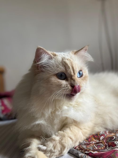 Free Adorable fluffy Persian cat with blue eyes licking lips while resting indoors in Islamabad. Stock Photo
