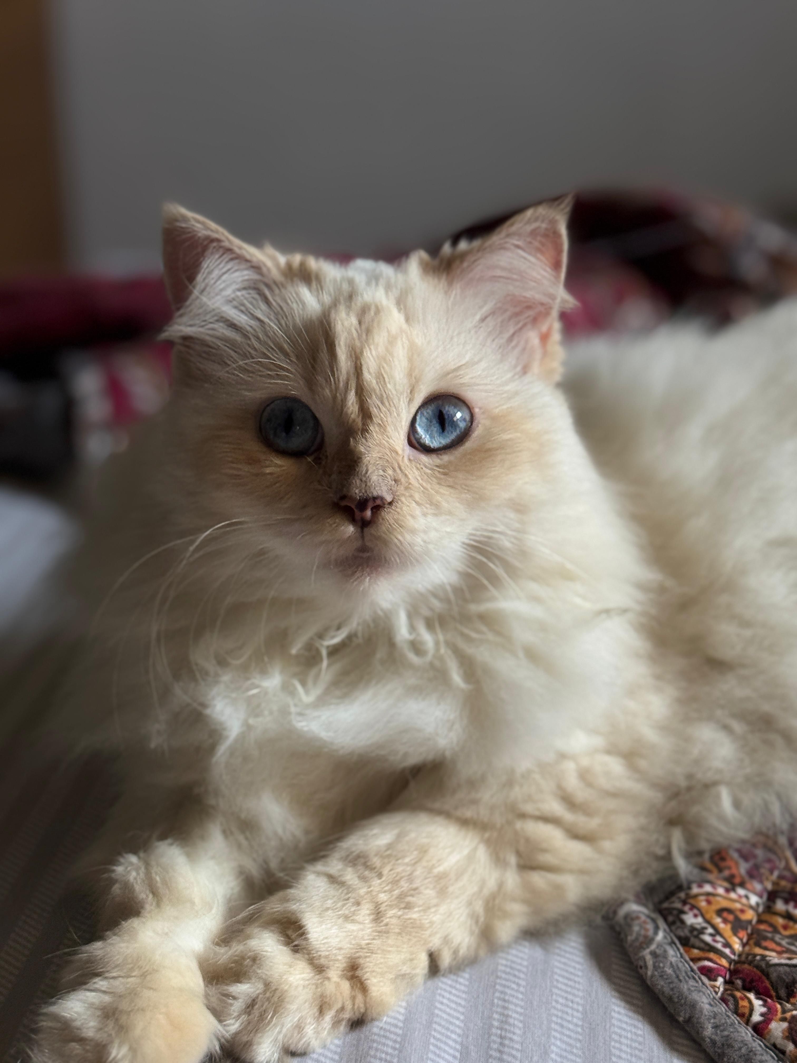 Fluffy Persian Cat Relaxing on a Bed · Free Stock Photo