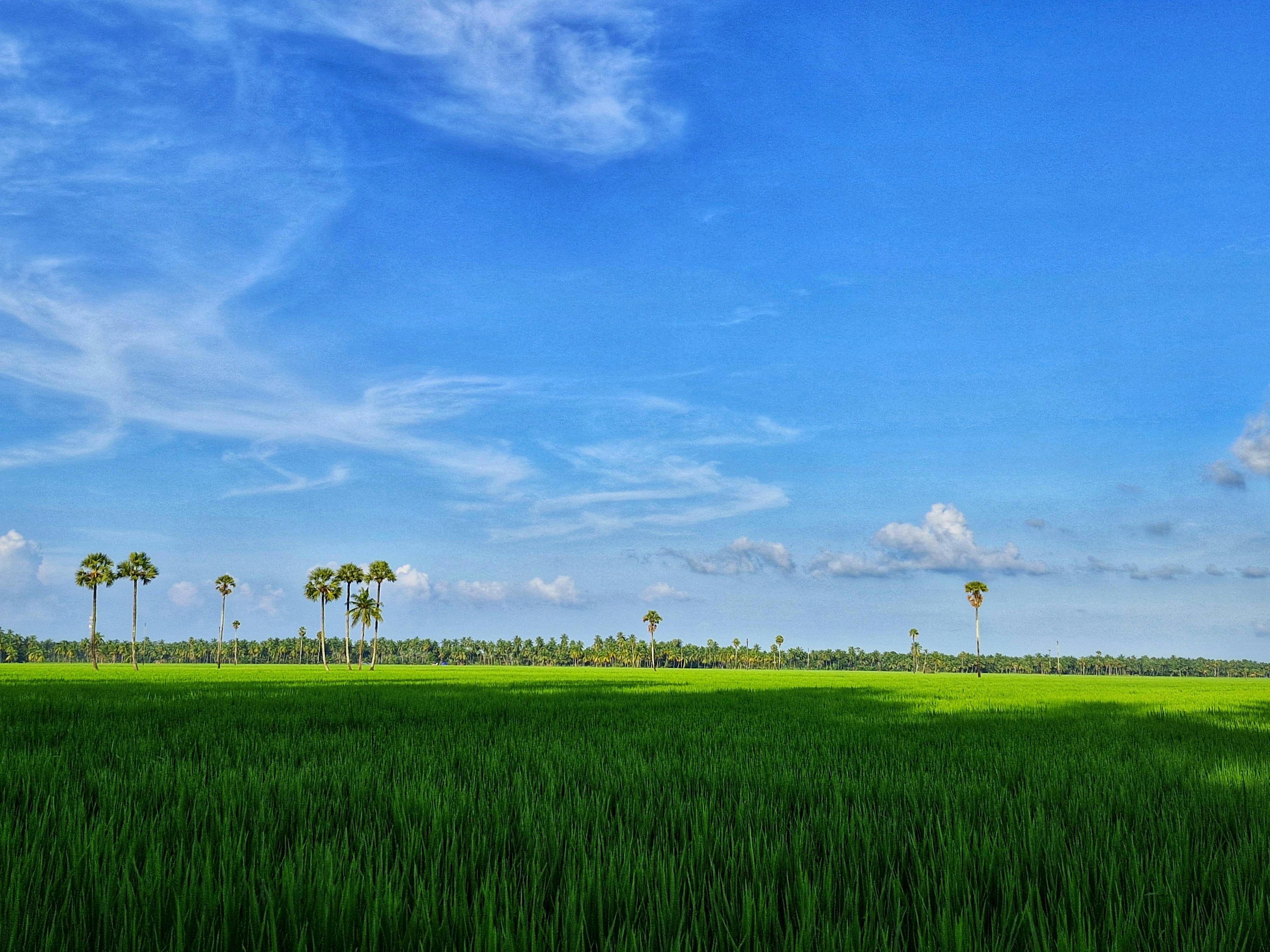 serene green field under blue sky