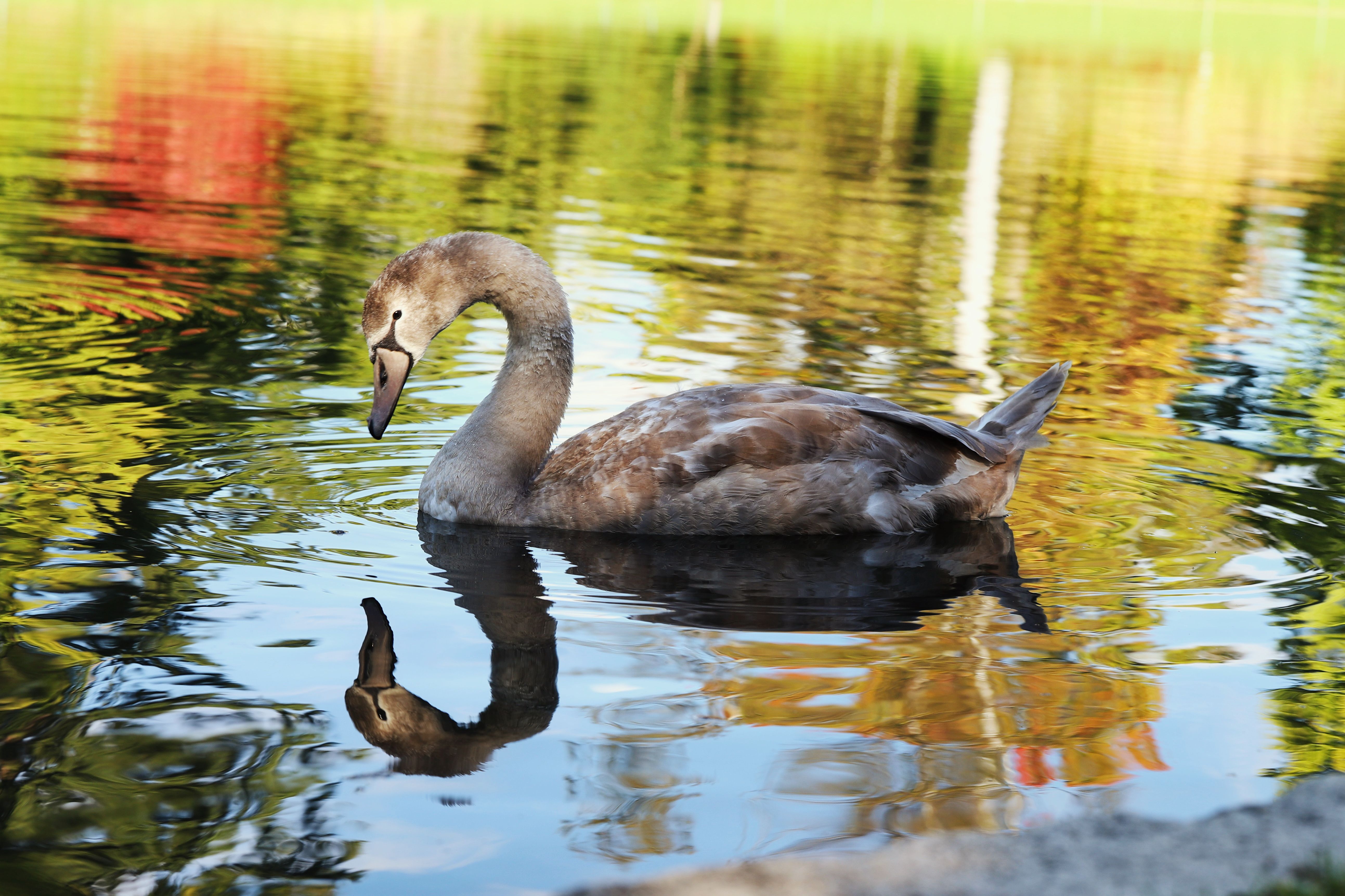 Young Swan Reflecting in Autumn Lake · Free Stock Photo