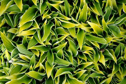 Free Green Leaves in Close-Up Photography Stock Photo