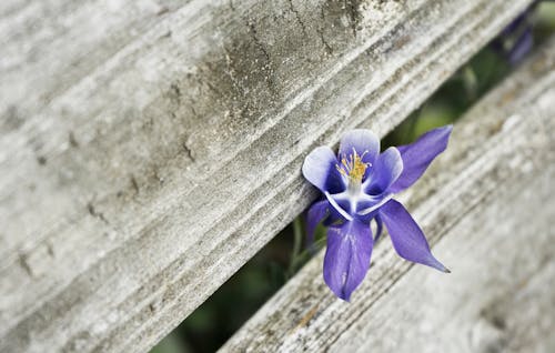 Purple-petaled Flower