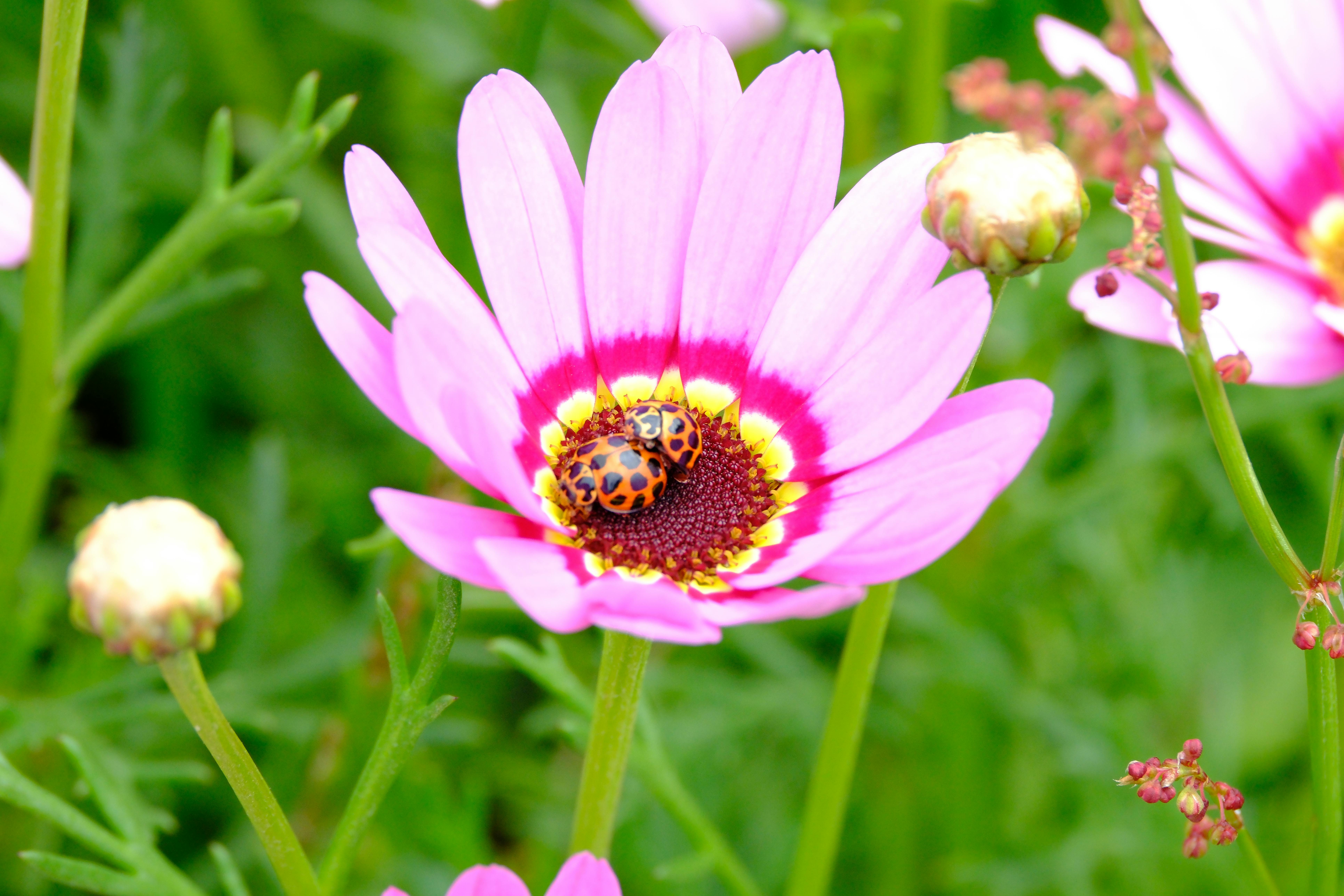 vibrant ladybugs on pink marguerite flower