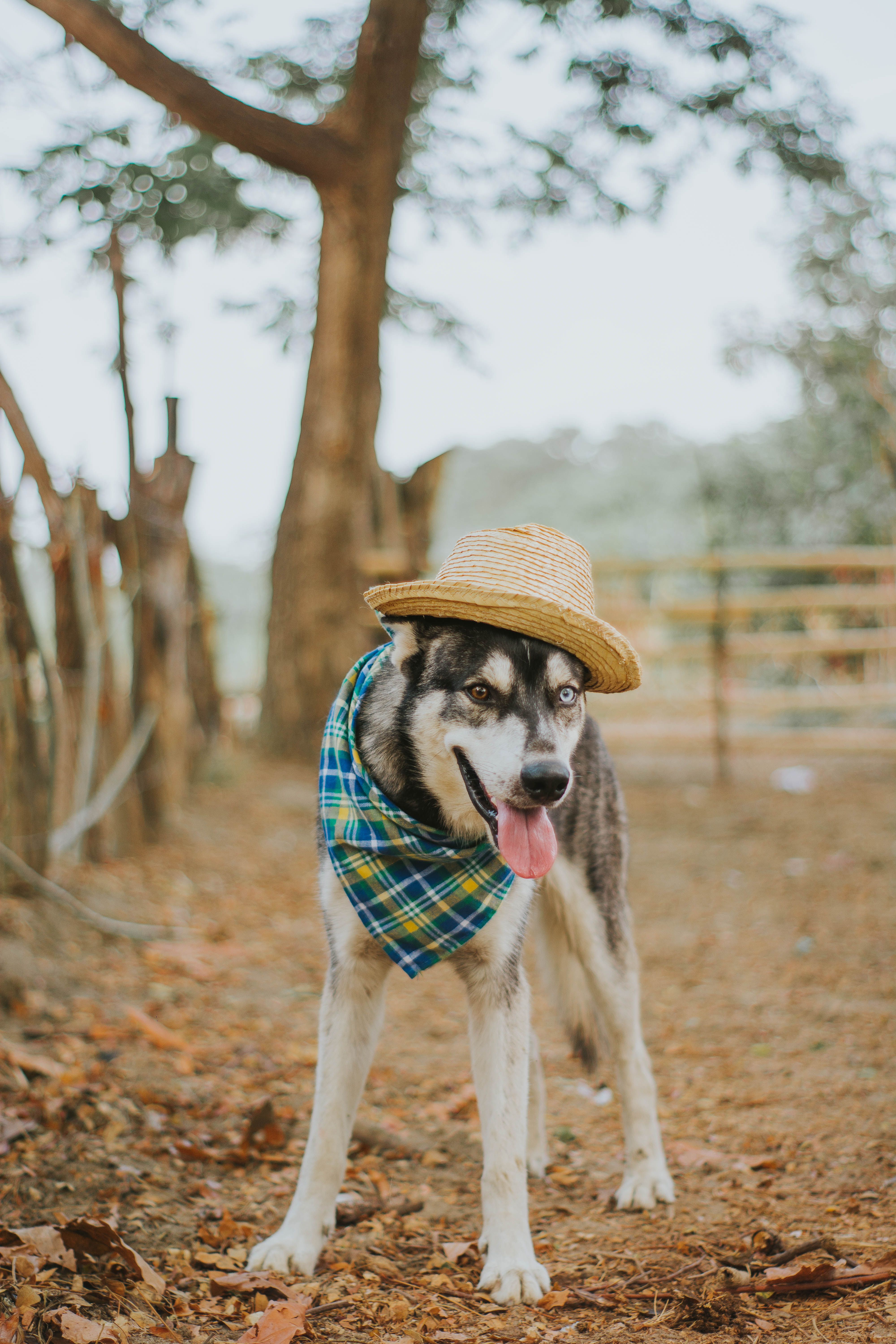 https://images.pexels.com/photos/28841806/pexels-photo-28841806/free-photo-of-chien-husky-elegant-avec-chapeau-et-bandana-a-l-exterieur.jpeg?auto=compress&cs=tinysrgb&dpr=1&w=500