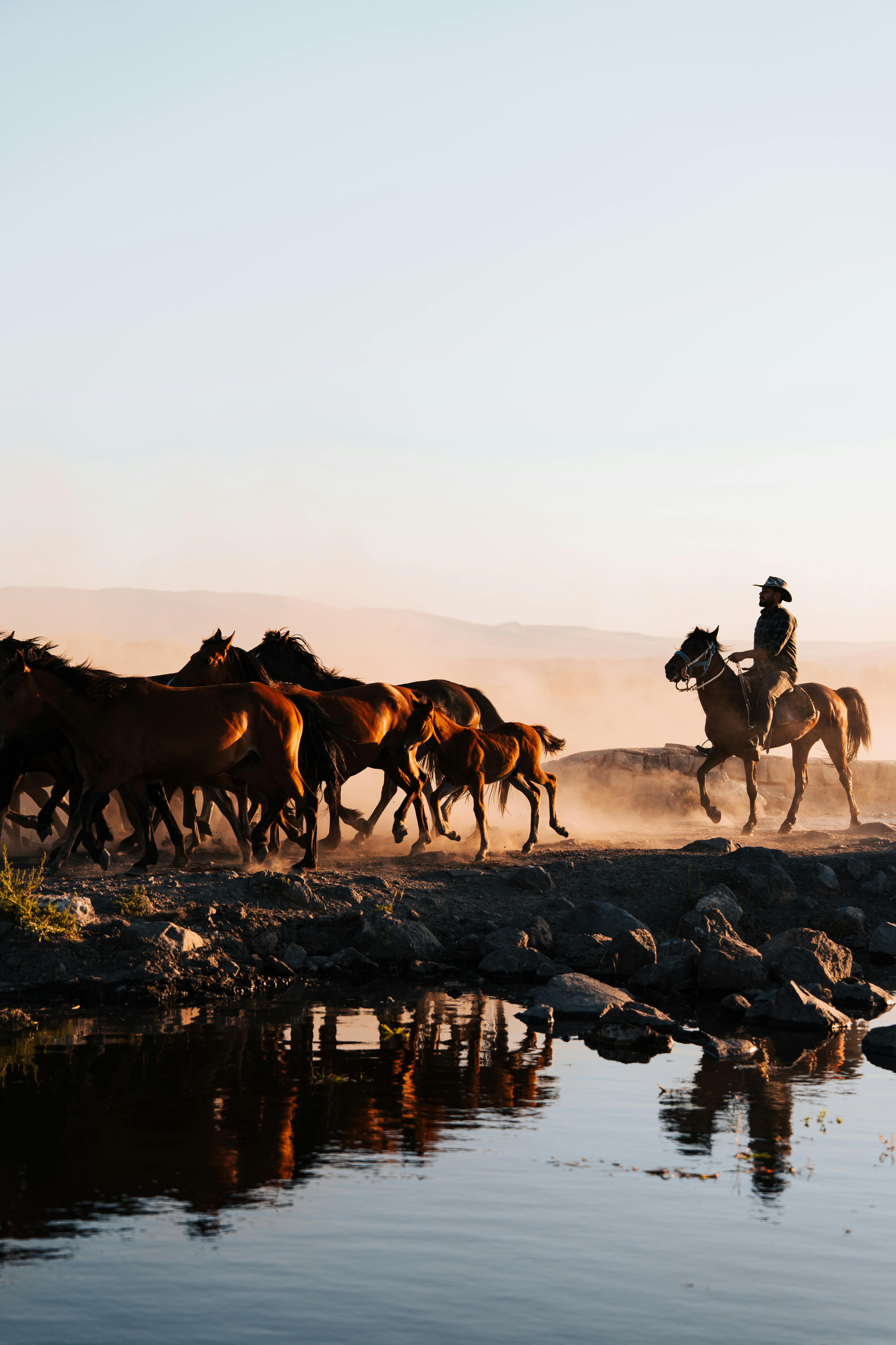 cowboy riding with herd of wild horses at sunset