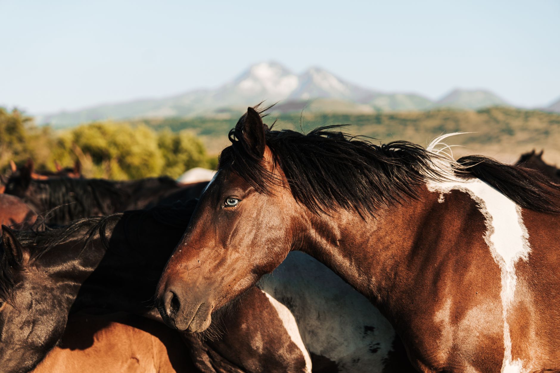 A herd of wild horses with a mountain landscape in the background, showcasing natural beauty and freedom.