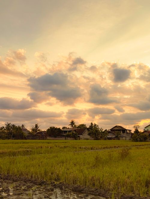 Free Beautiful sunset over rice fields in Yogyakarta, showcasing an Asian village landscape. Stock Photo