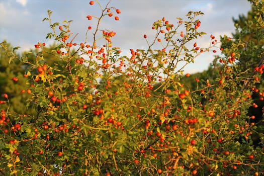Vibrant rosehip bush illuminated by the sun in Kızılcahamam, Ankara, Türkiye.