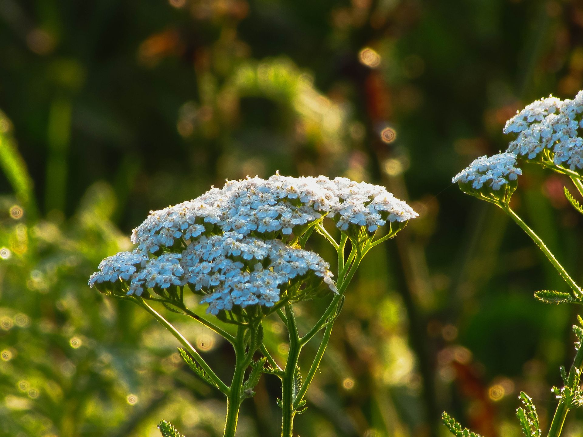 White Achillea millefolium flowers illuminated by warm evening sunlight in a lush green field.
