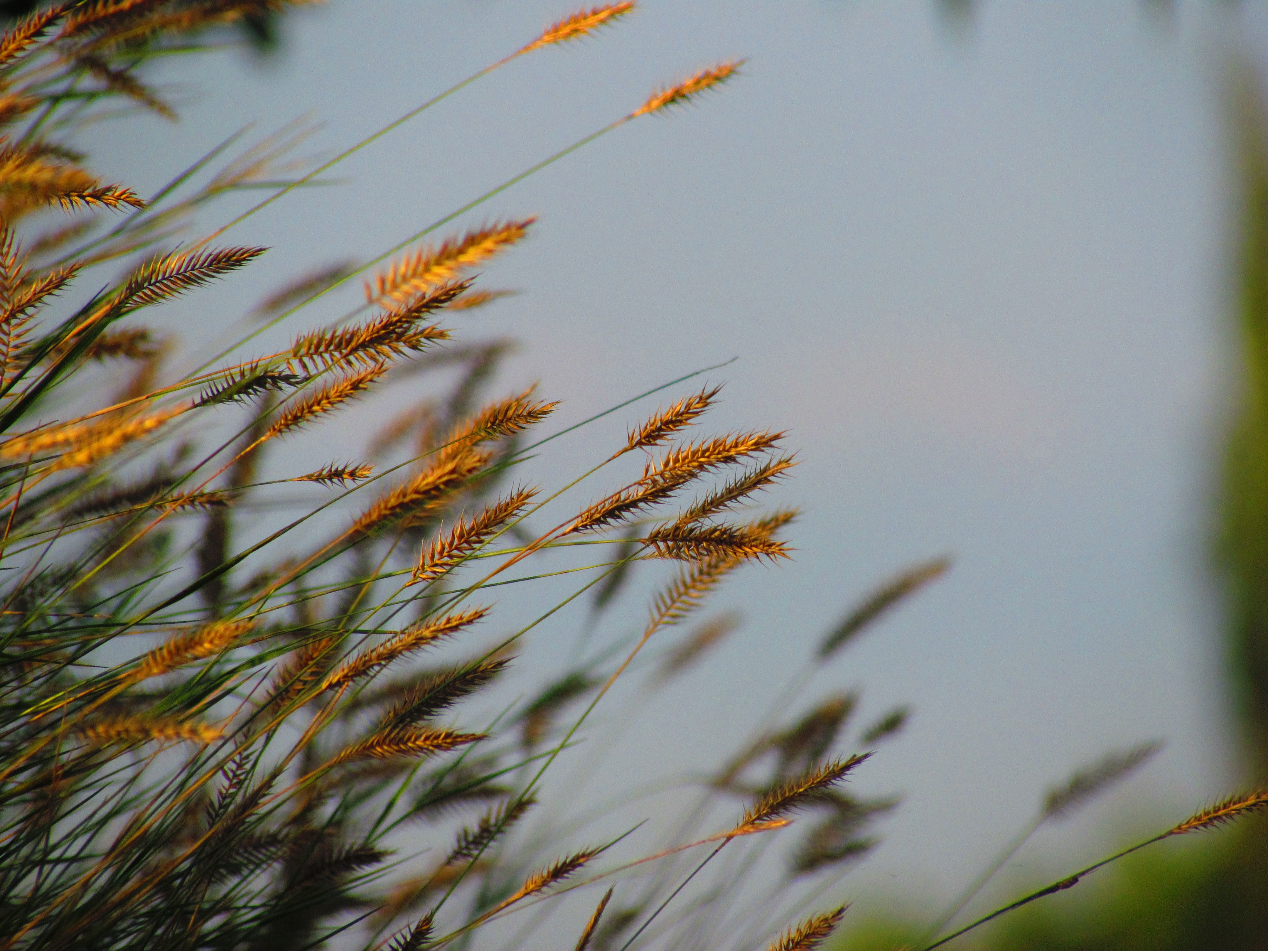Swaying amber grasses captured during golden hour against a clear sky.