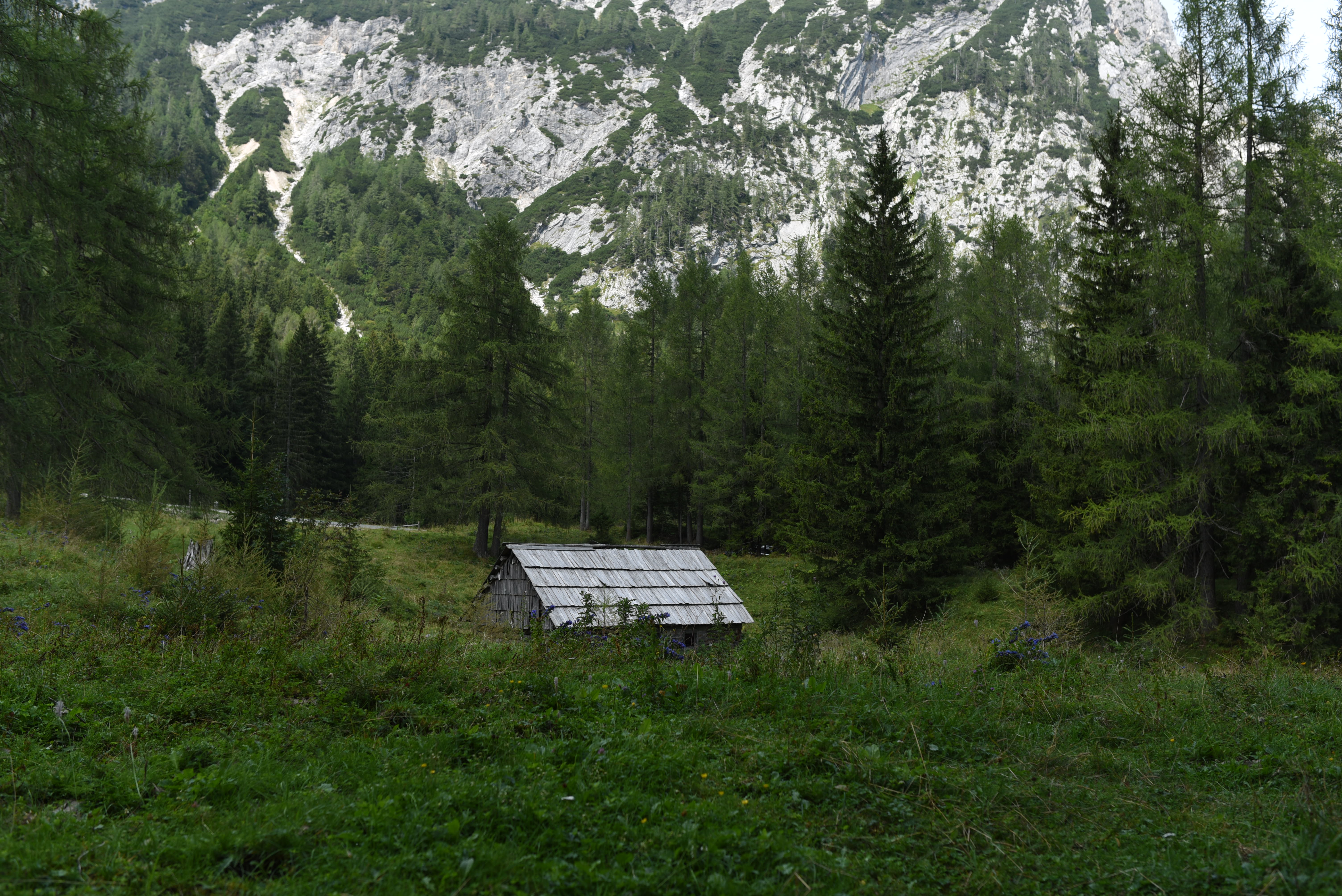 Rustic Cabin in Mountain Forest Landscape · Free Stock Photo