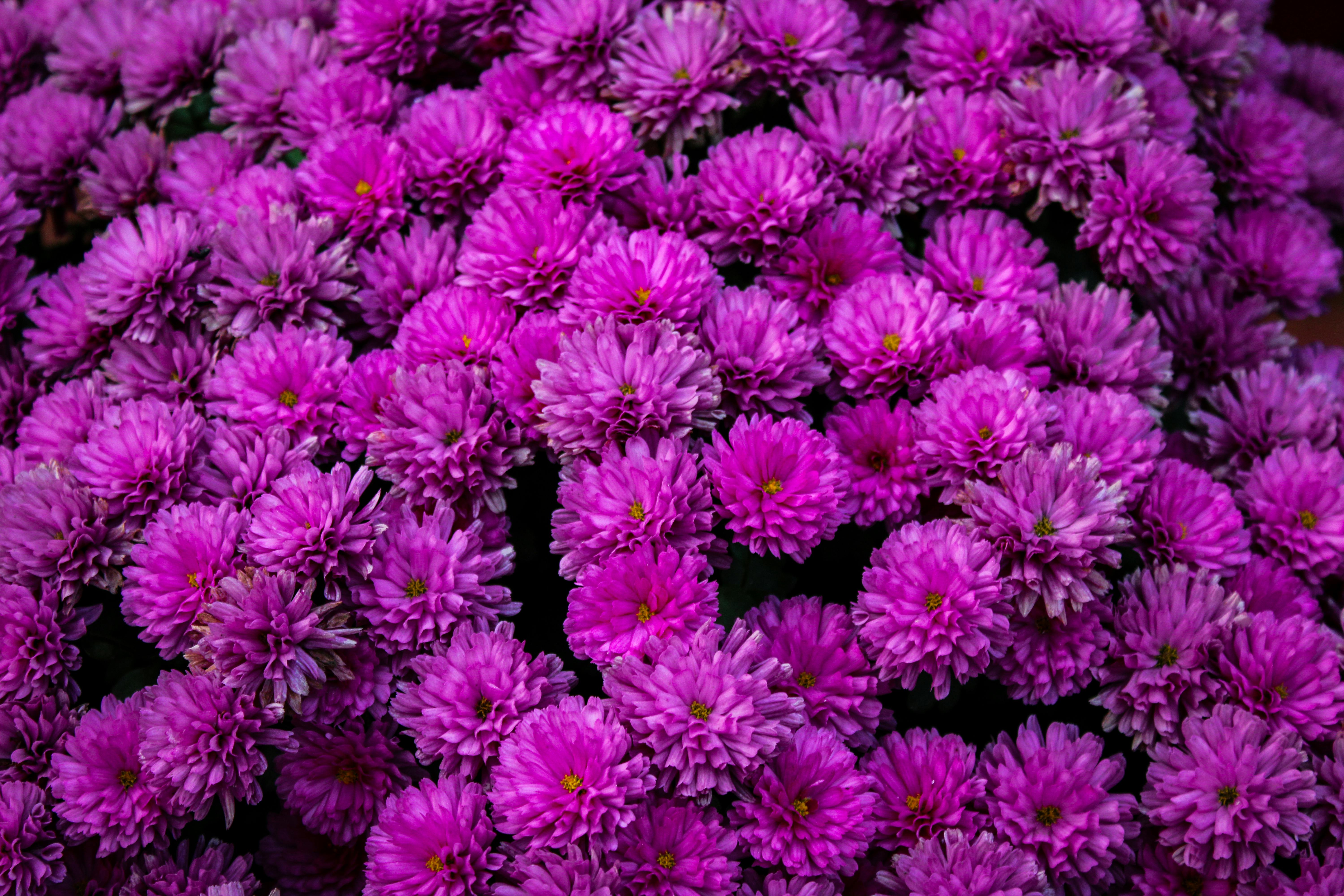 [ColoSach]-a-stunning-display-of-vibrant-purple-chrysanthemums-in-full-bloom.-perfect-for-floral-themes.