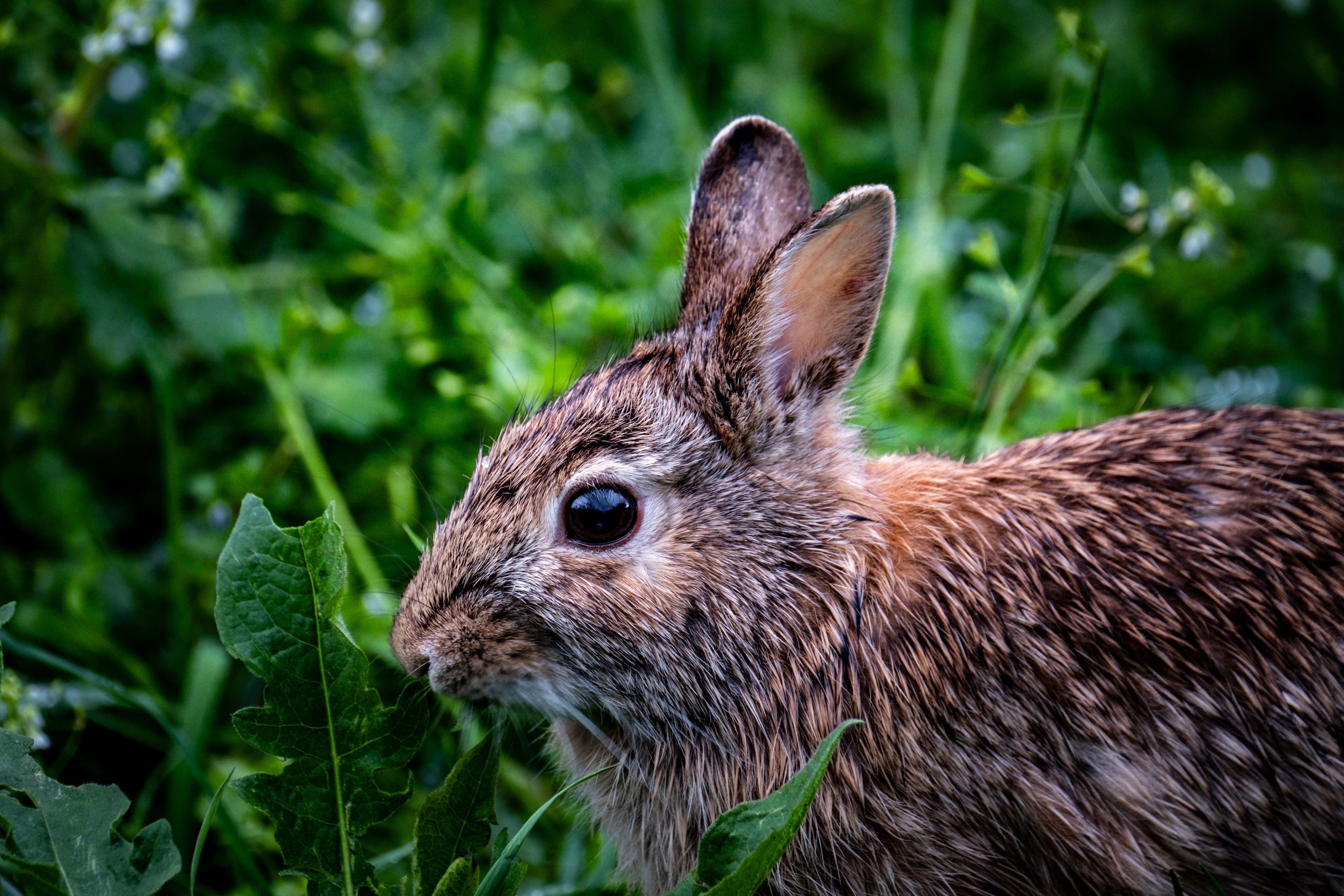 Portrait of a rabbit at a veterinary clinic