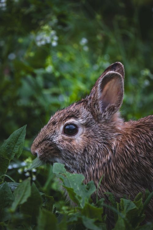 Free A detailed close-up of a wild rabbit amidst vibrant green foliage, showcasing natural wildlife beauty. Stock Photo