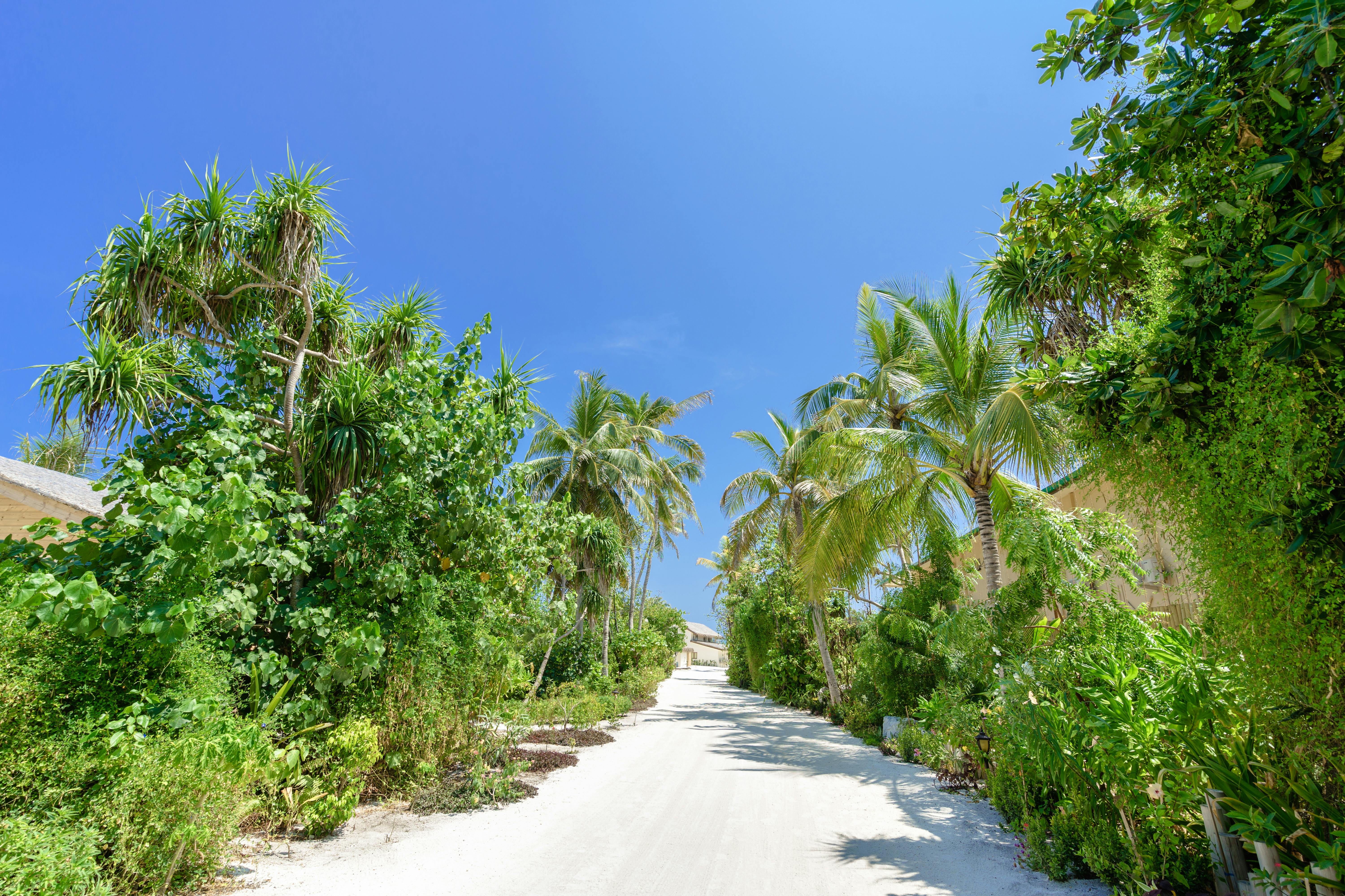 Prescription Goggle Inserts - A serene sandy path in the Maldives, surrounded by lush green palm trees and clear blue skies.