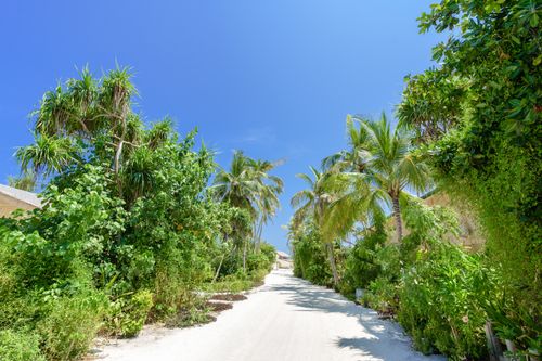 Free A serene sandy path in the Maldives, surrounded by lush green palm trees and clear blue skies. Stock Photo