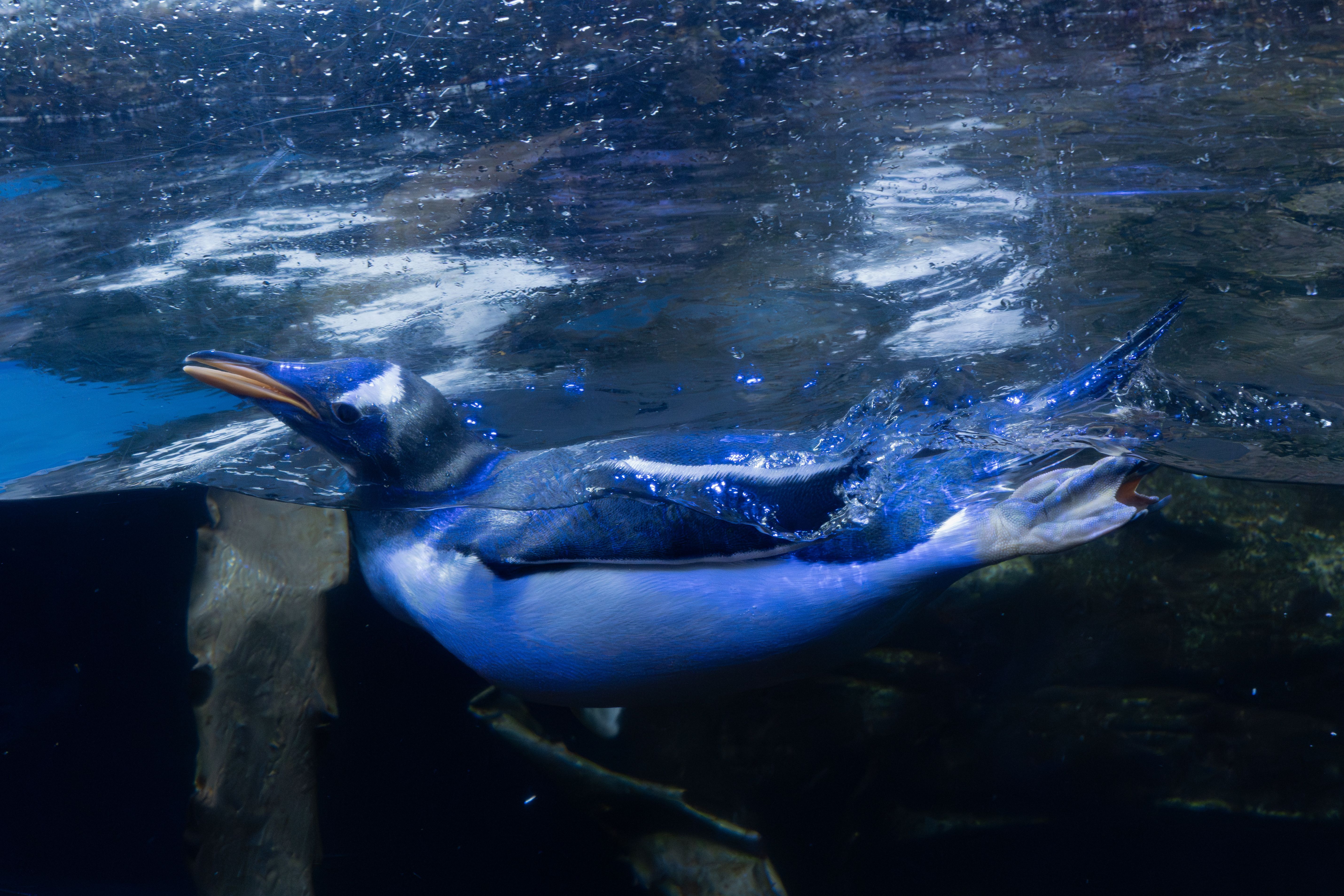 Pingüino Papúa Nadando Bajo El Agua, Primer Plano · Foto de stock gratuita