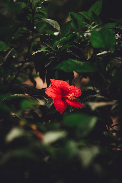 붉은 히비스커스 꽃의 사진