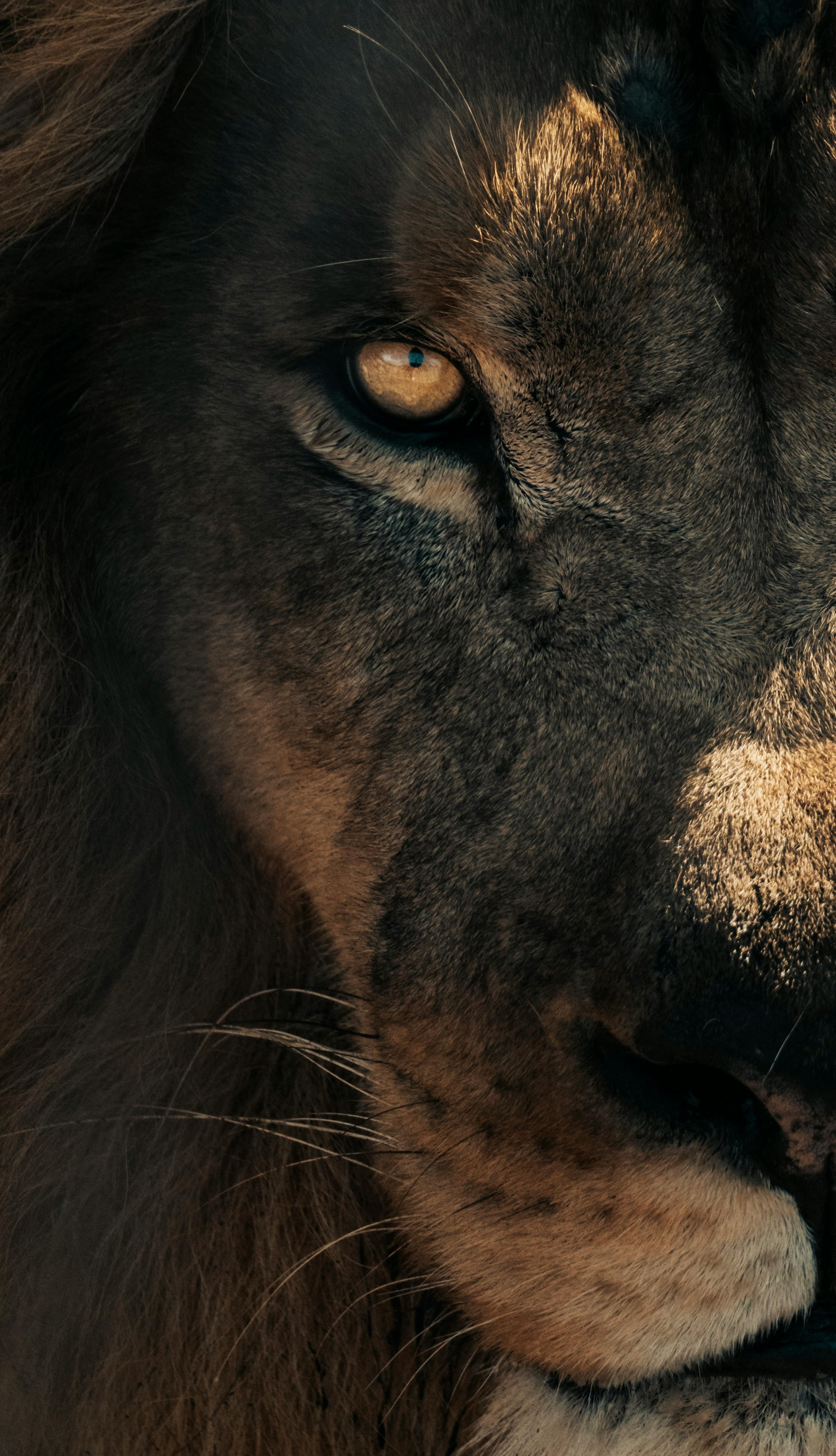 Portrait D'un Lion Majestueux Sous Une Lumière Dramatique · Photo gratuite