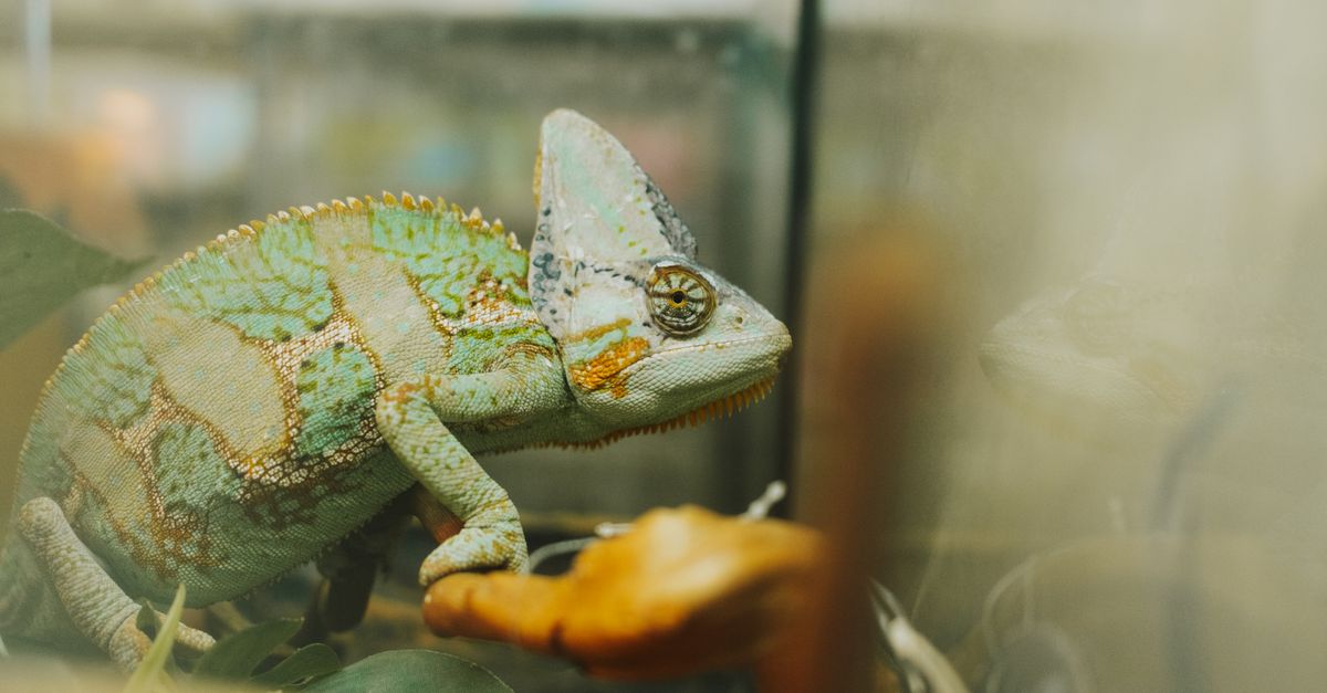 What to Consider Before Owning an Exotic Pet