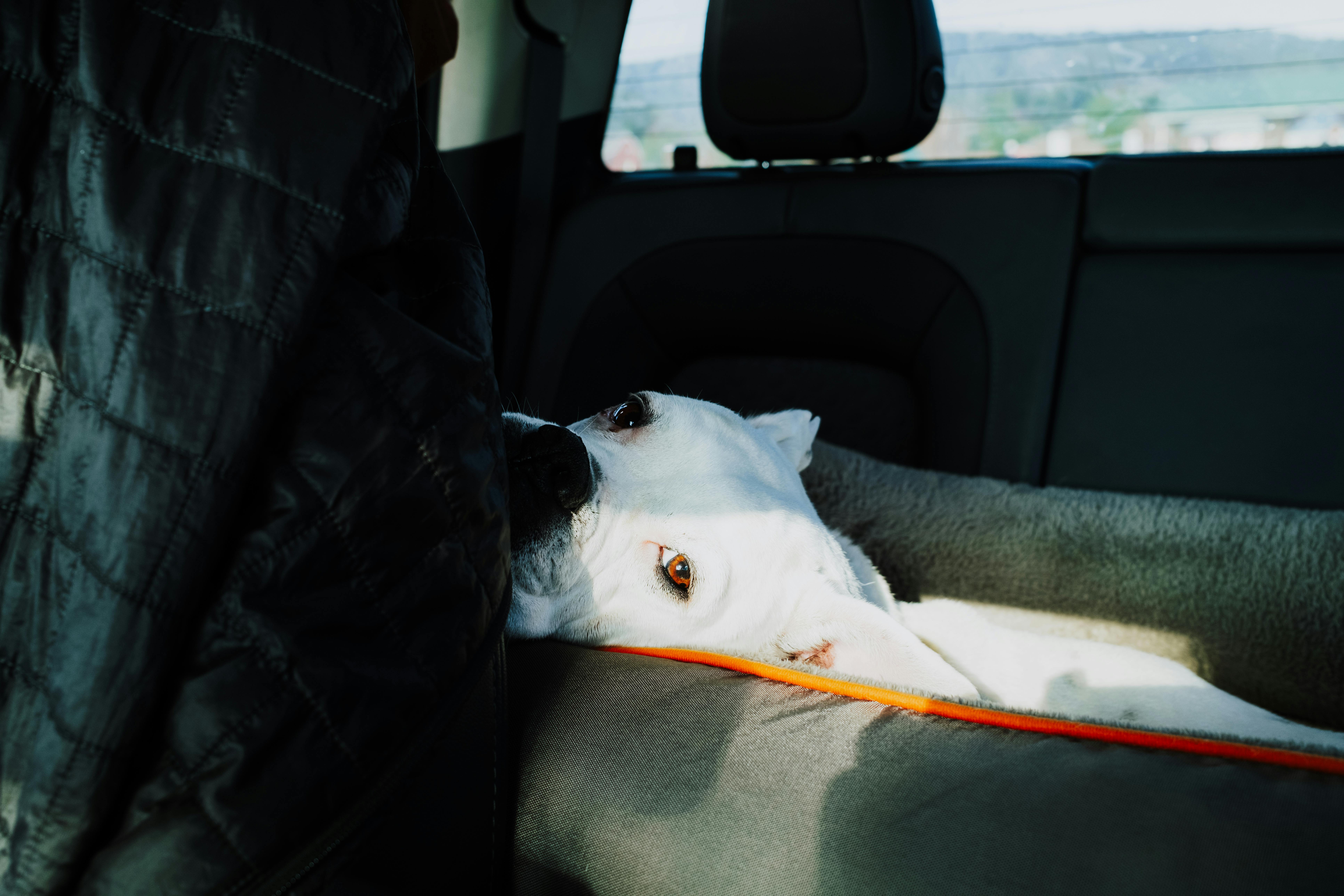 Happy pet resting in a premium pet car seat during travel