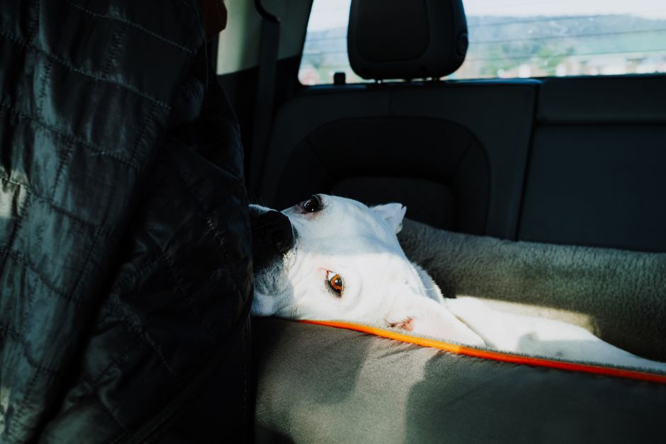 A white dog resting comfortably on a backseat in a car, hinting at a peaceful car journey.