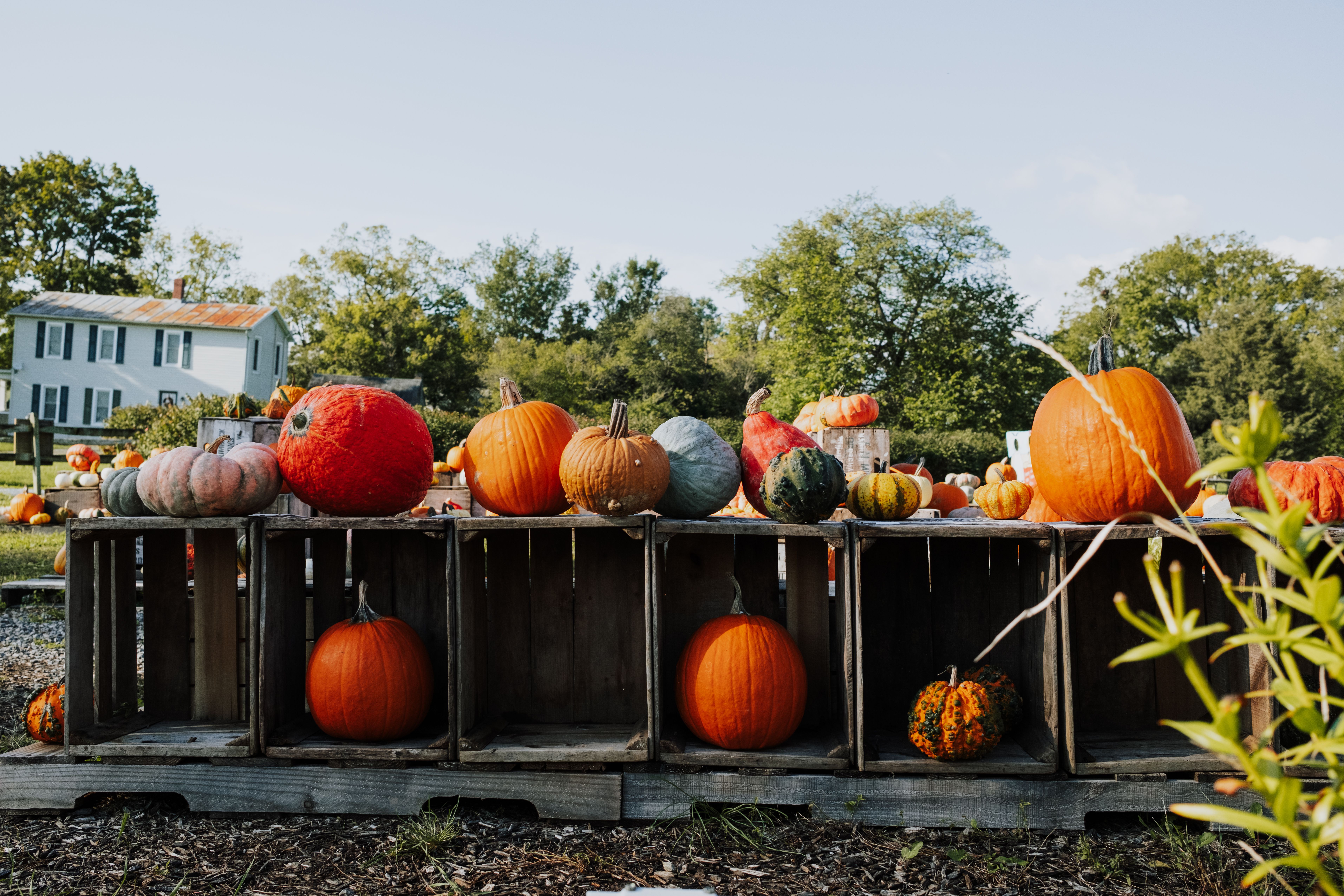 Comment créer un jardin de citrouilles et fantômes réussi