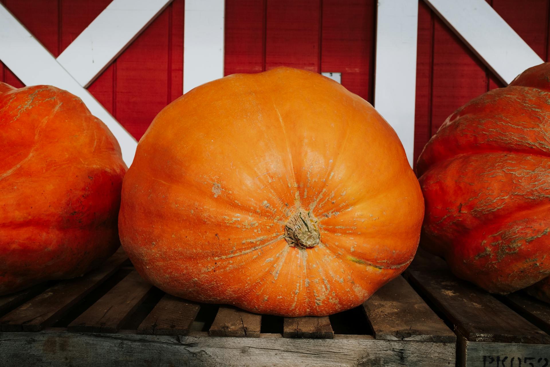 Close-up of a large orange pumpkin on a wooden pallet with a red barn background.